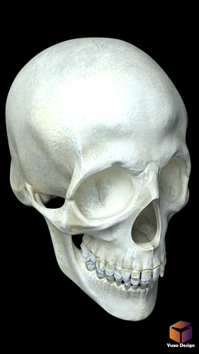 Human Skull 3D model