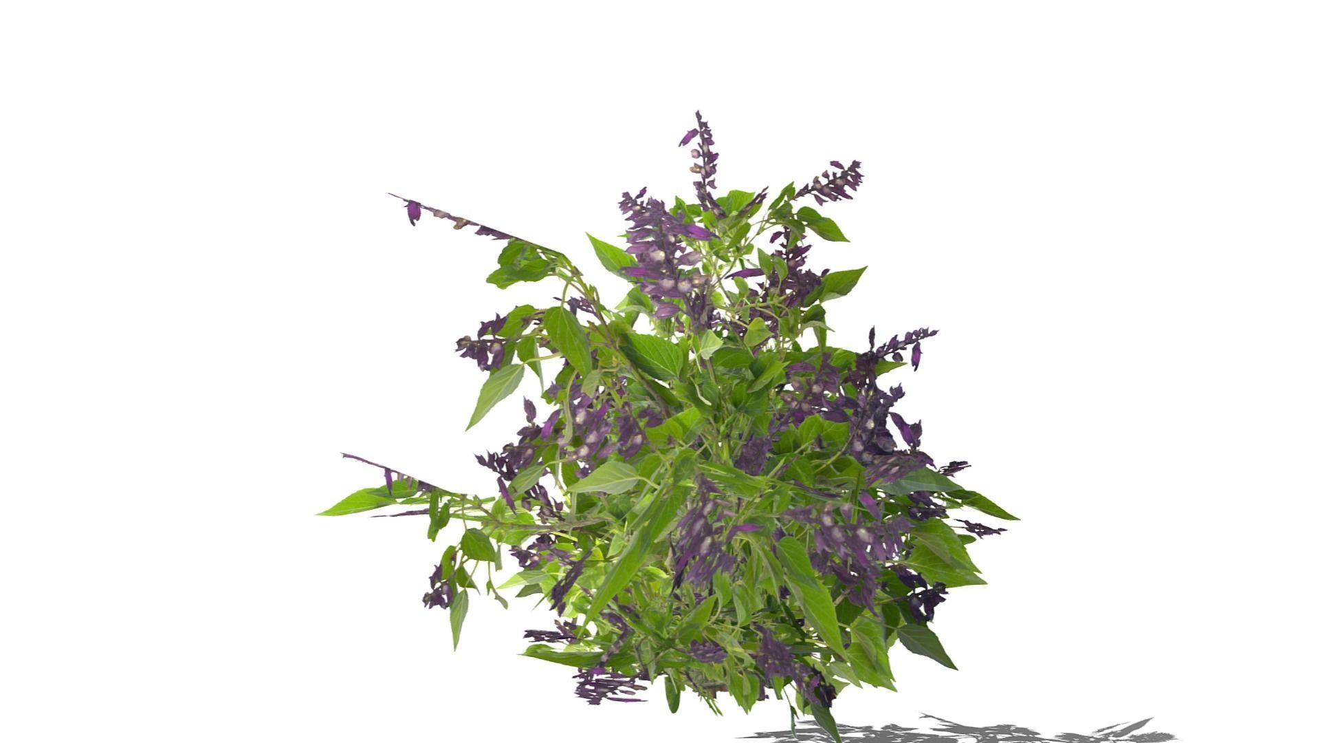 Bush Plants Low-poly 3D model_14