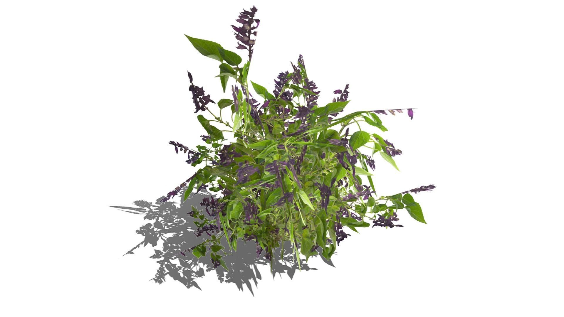 Bush Plants Low-poly 3D model_7