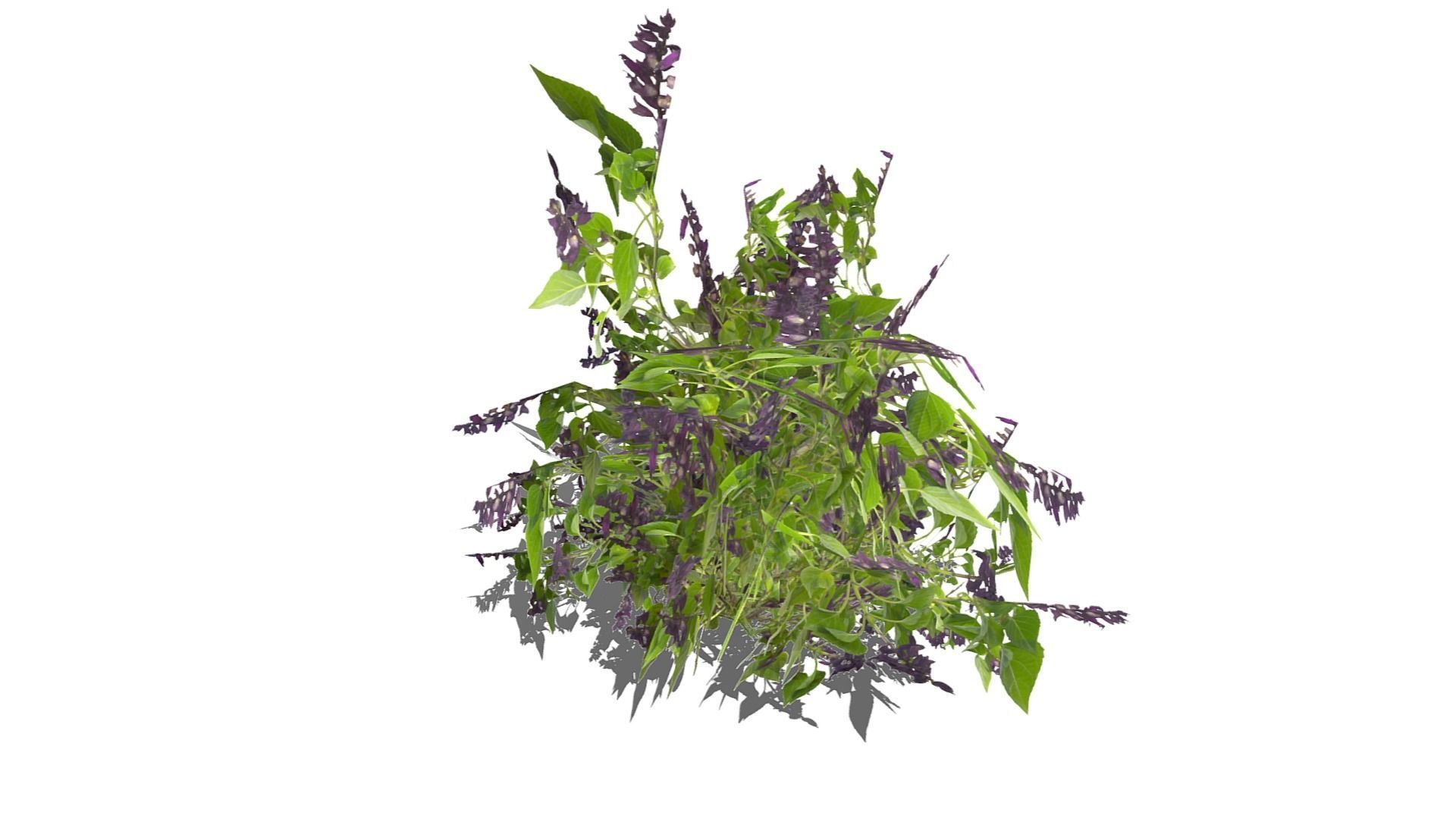 Bush Plants Low-poly 3D model_8