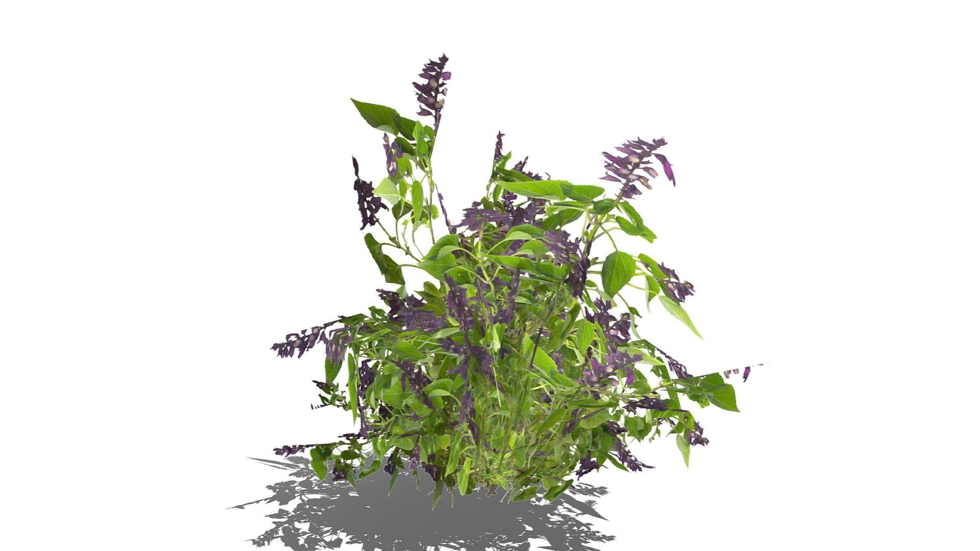 Bush Plants Low-poly 3D model_10