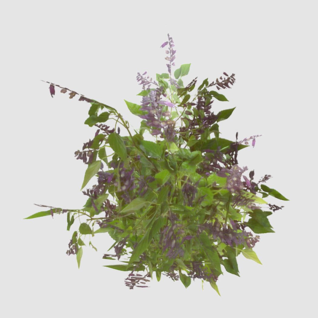 Bush Plants Low-poly 3D model_1