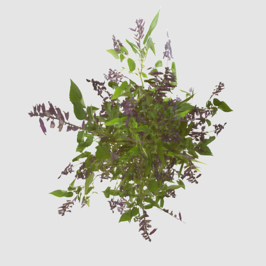 Bush Plants Low-poly 3D model_2