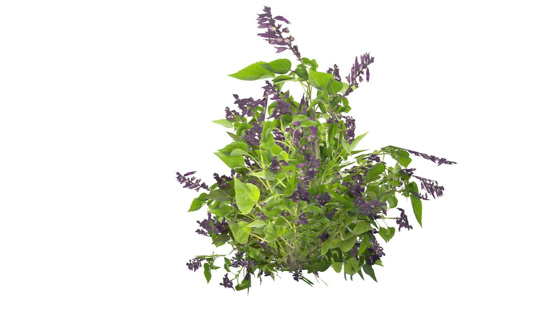 Bush Plants Low-poly 3D model_4