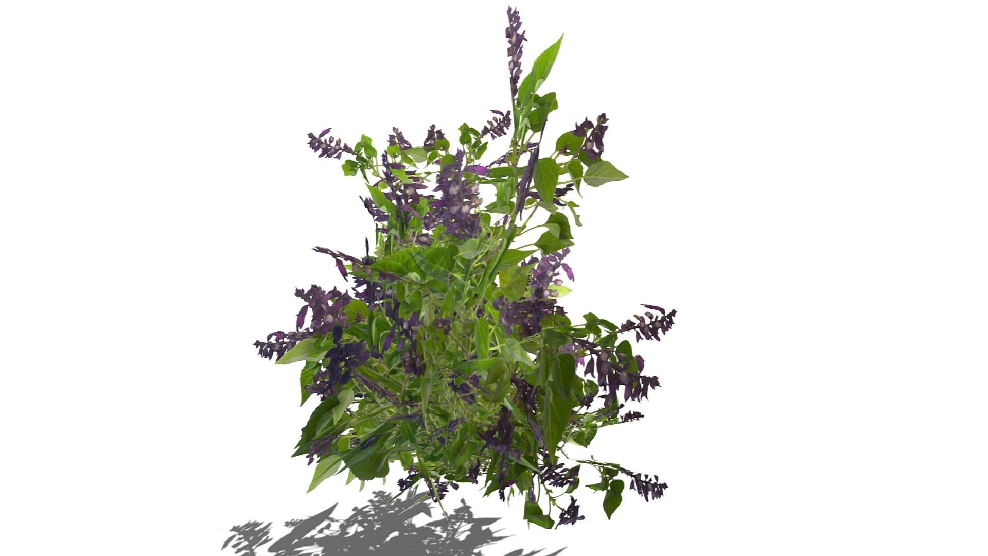 Bush Plants Low-poly 3D model_17