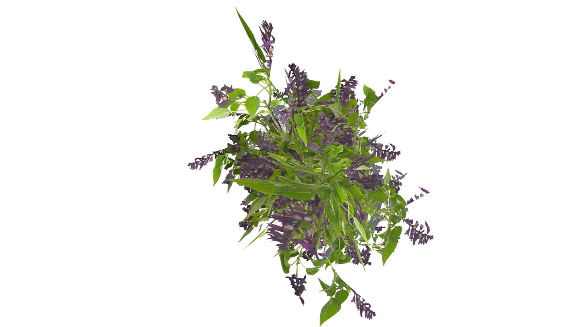 Bush Plants Low-poly 3D model_9