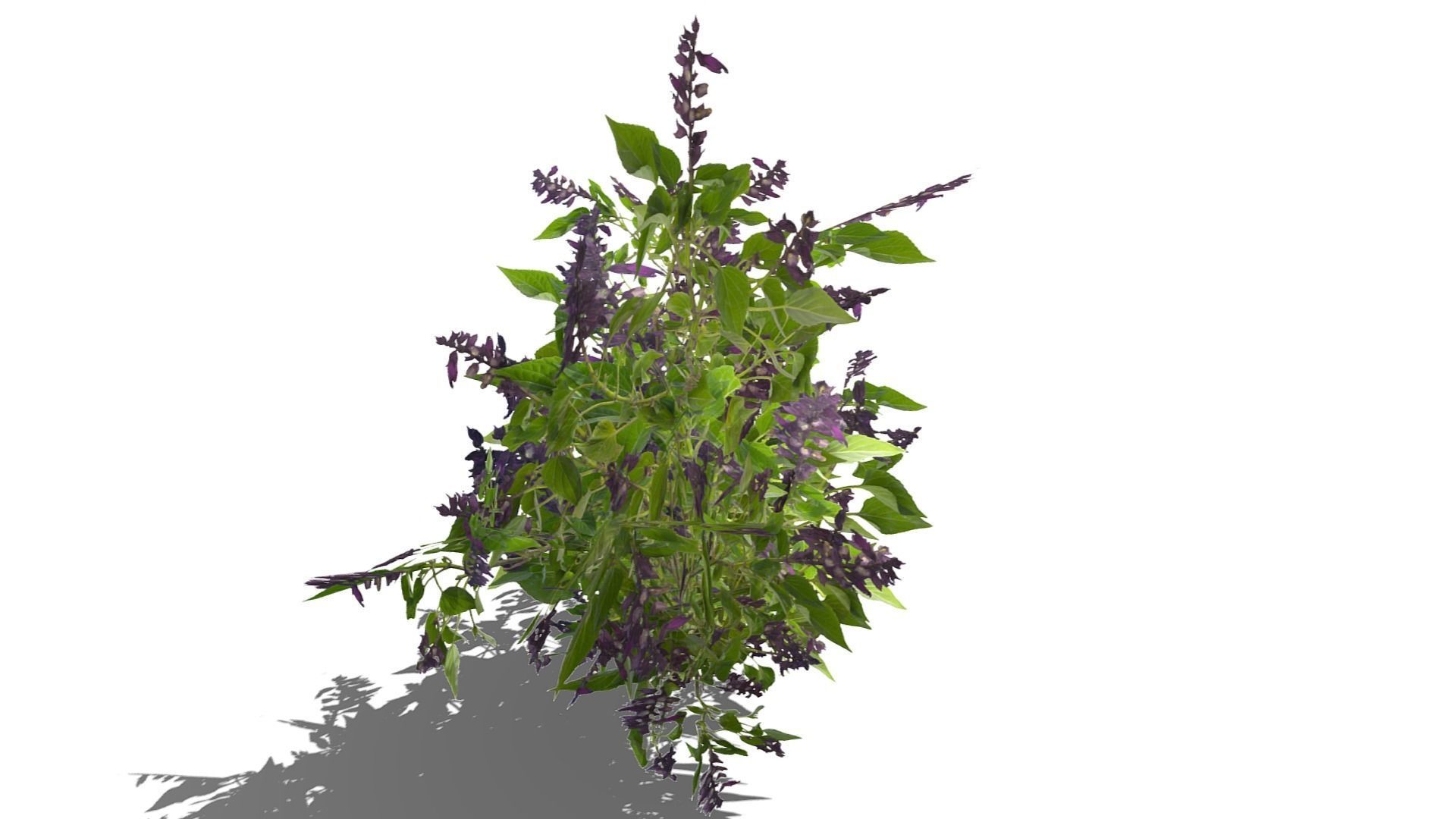 Bush Plants Low-poly 3D model_5