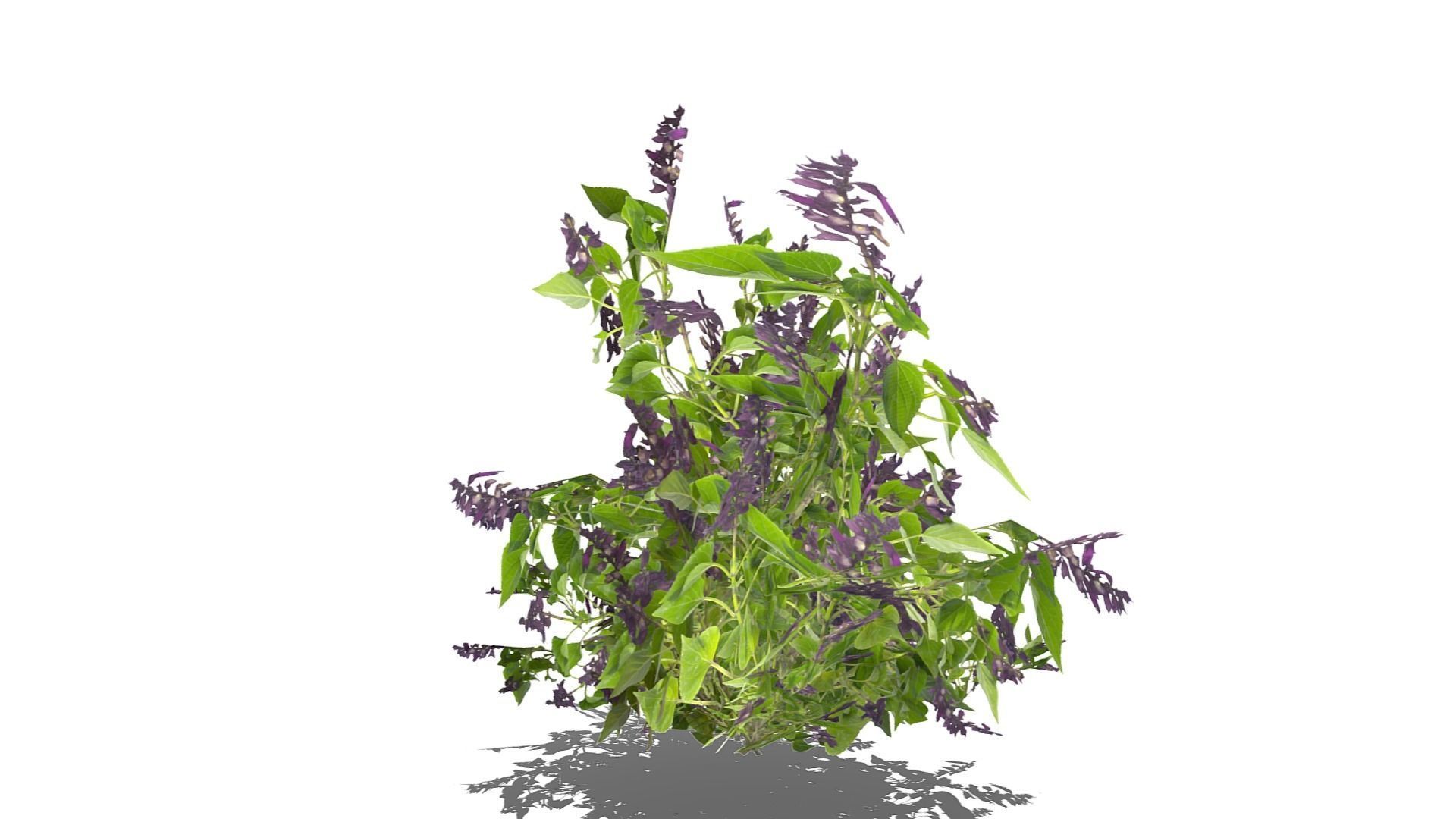 Bush Plants Low-poly 3D model_11