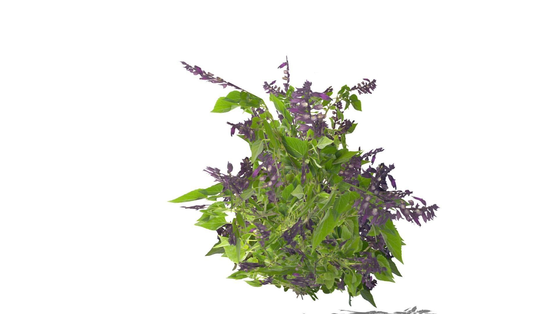 Bush Plants Low-poly 3D model_13