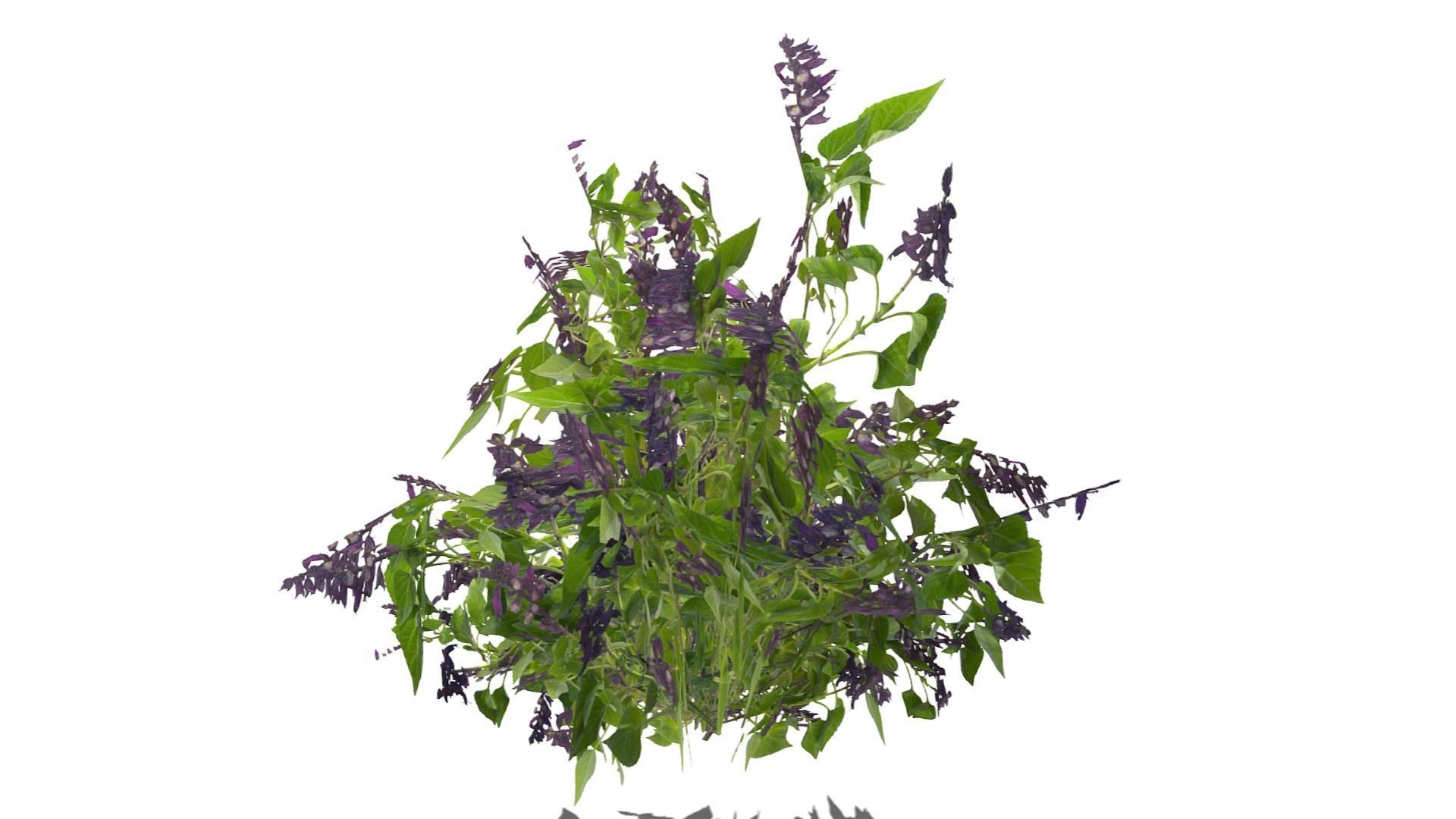 Bush Plants Low-poly 3D model_16