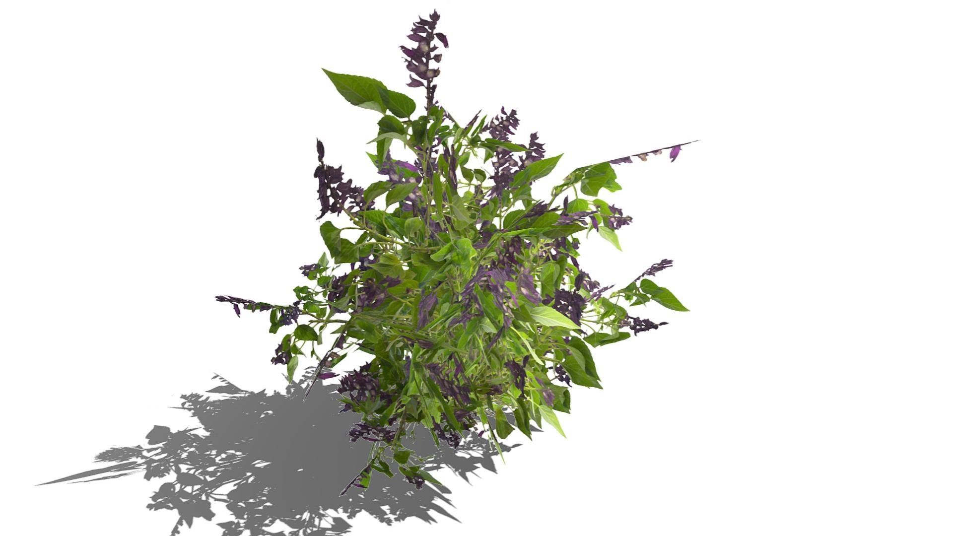 Bush Plants Low-poly 3D model_6