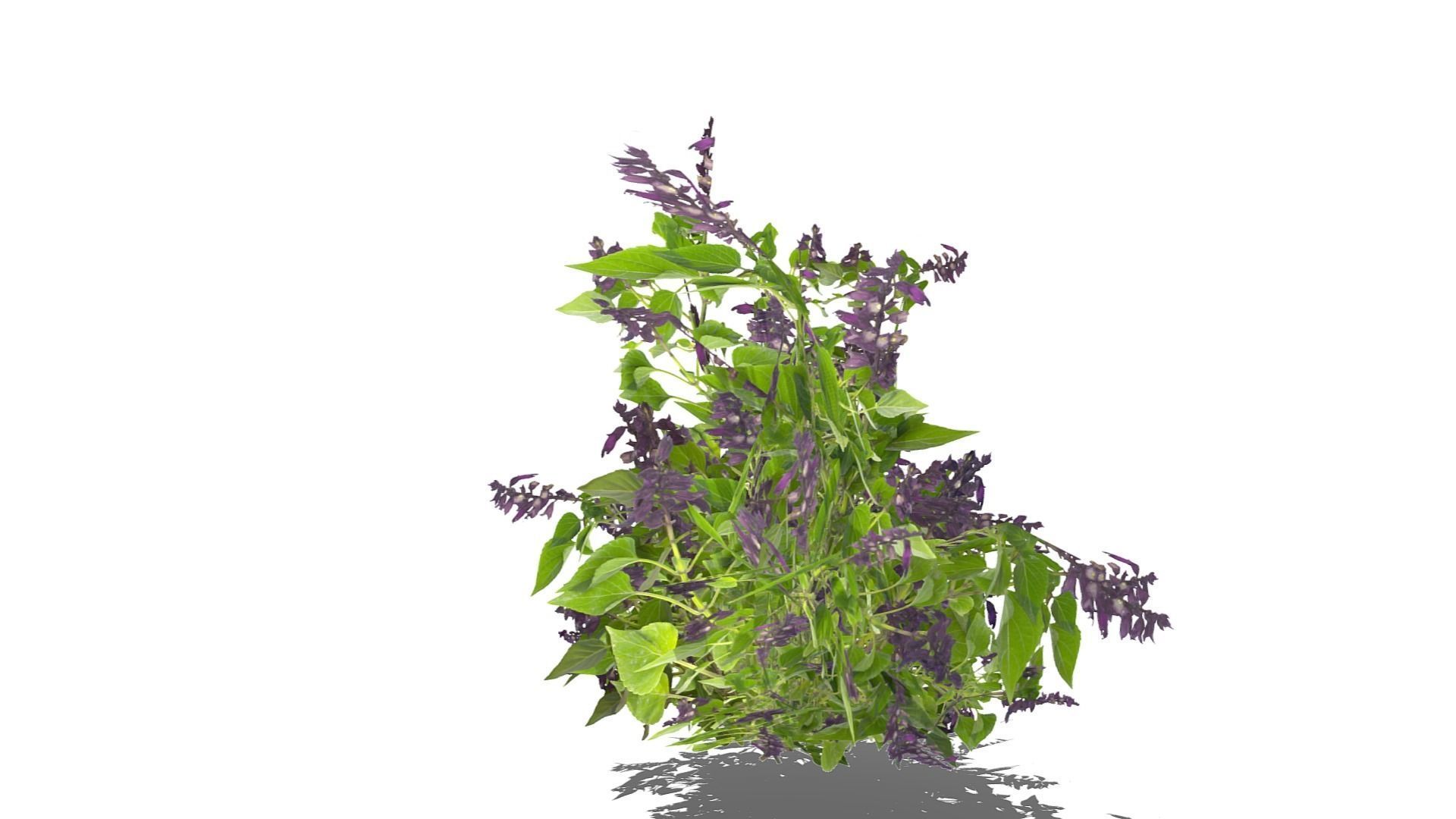 Bush Plants Low-poly 3D model_12