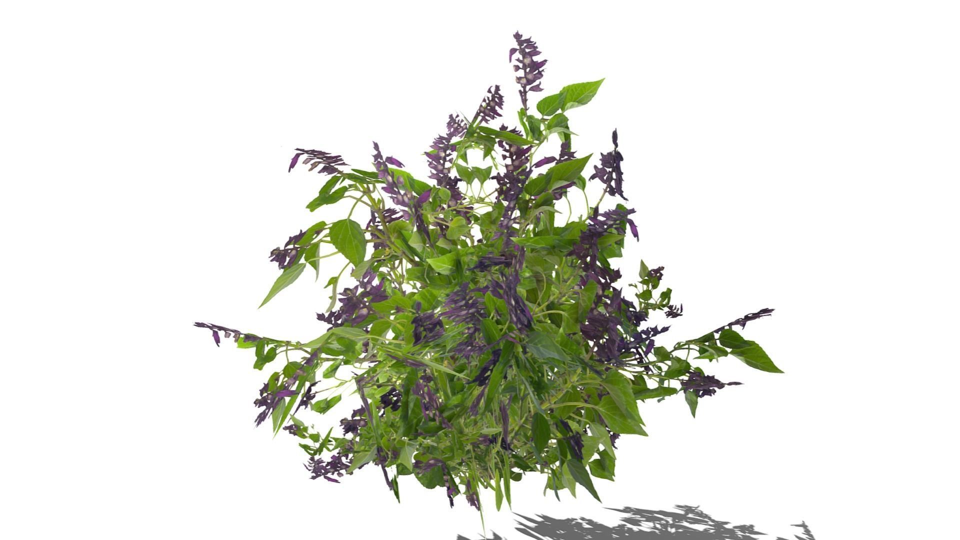 Bush Plants Low-poly 3D model_15