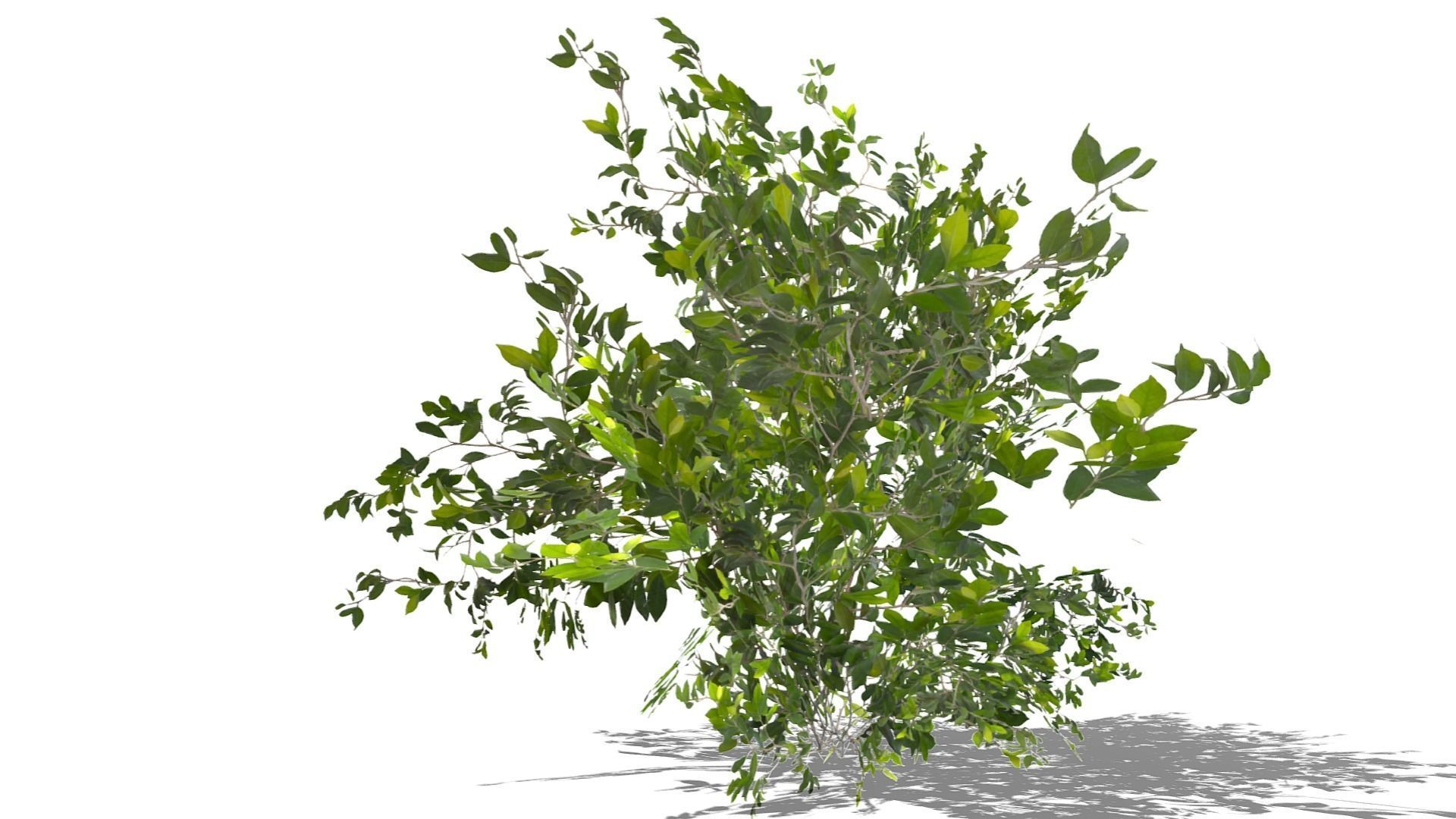 Bush Thyme Plant Low-poly 3D model_12