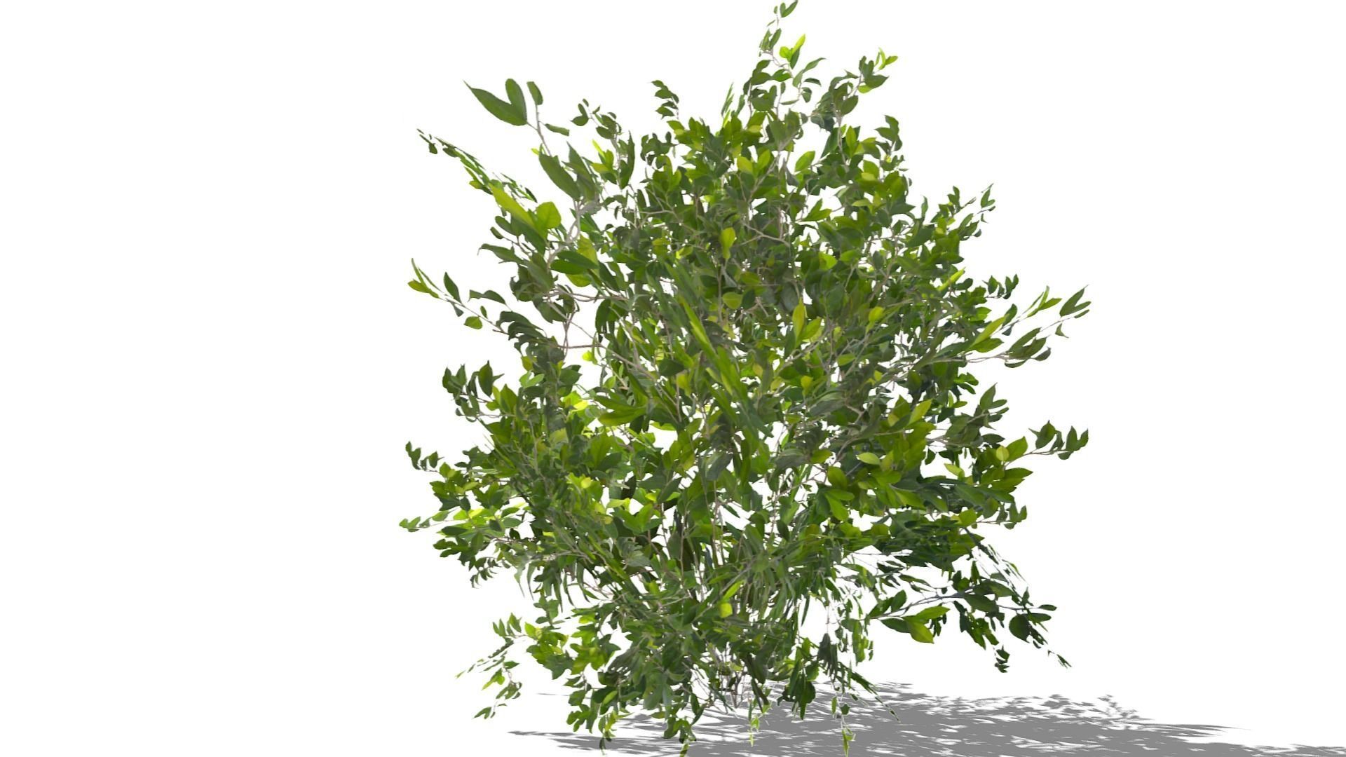 Bush Thyme Plant Low-poly 3D model_14