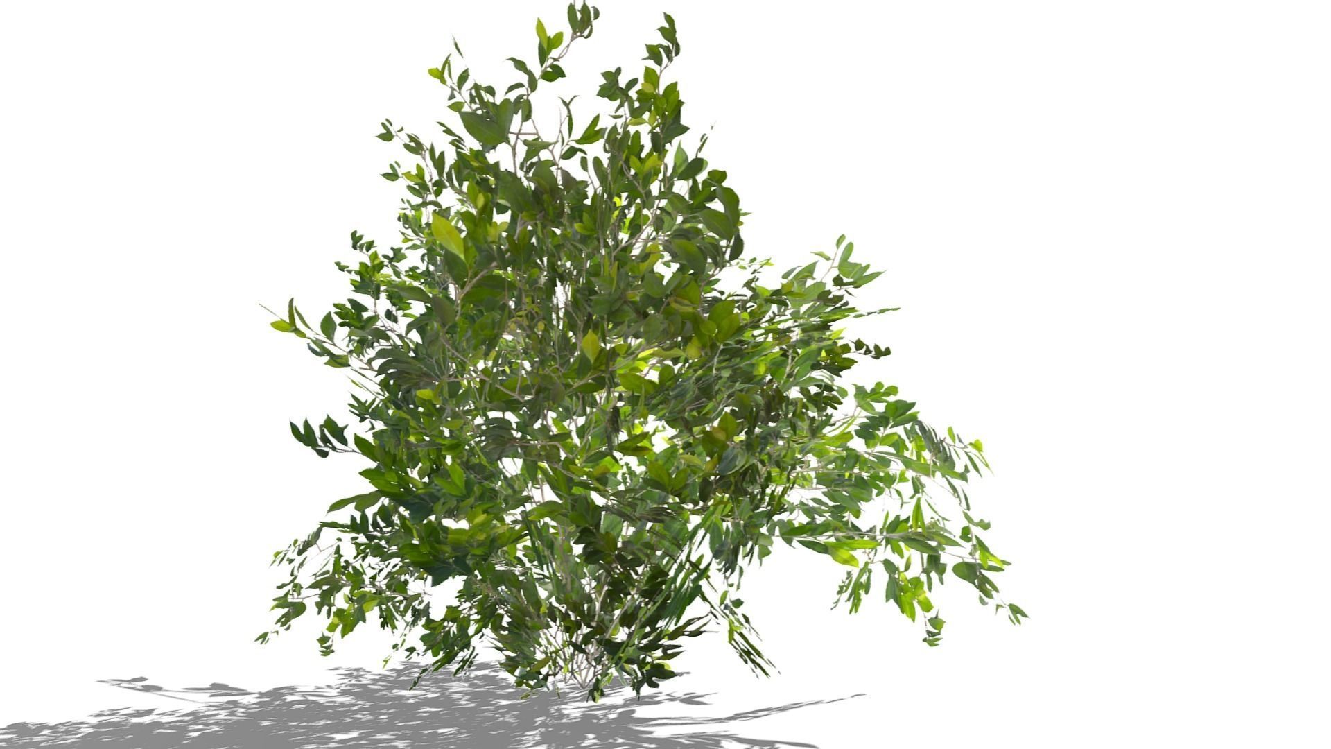 Bush Thyme Plant Low-poly 3D model_5