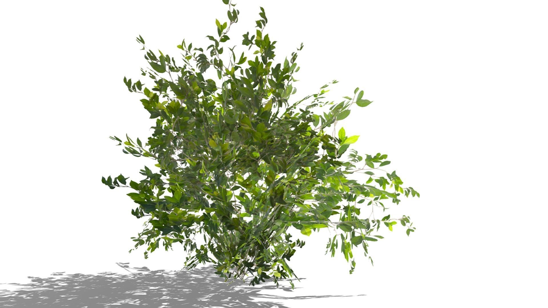 Bush Thyme Plant Low-poly 3D model_6
