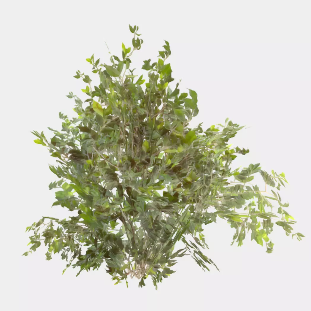 Bush Thyme Plant Low-poly 3D model_0