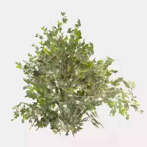 Bush Thyme Plant Low-poly 3D model
