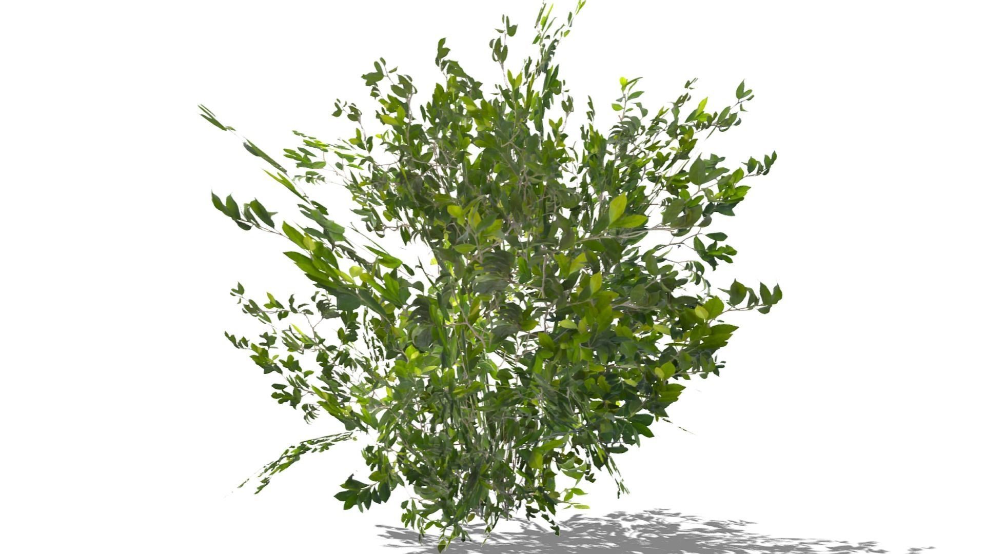 Bush Thyme Plant Low-poly 3D model_15