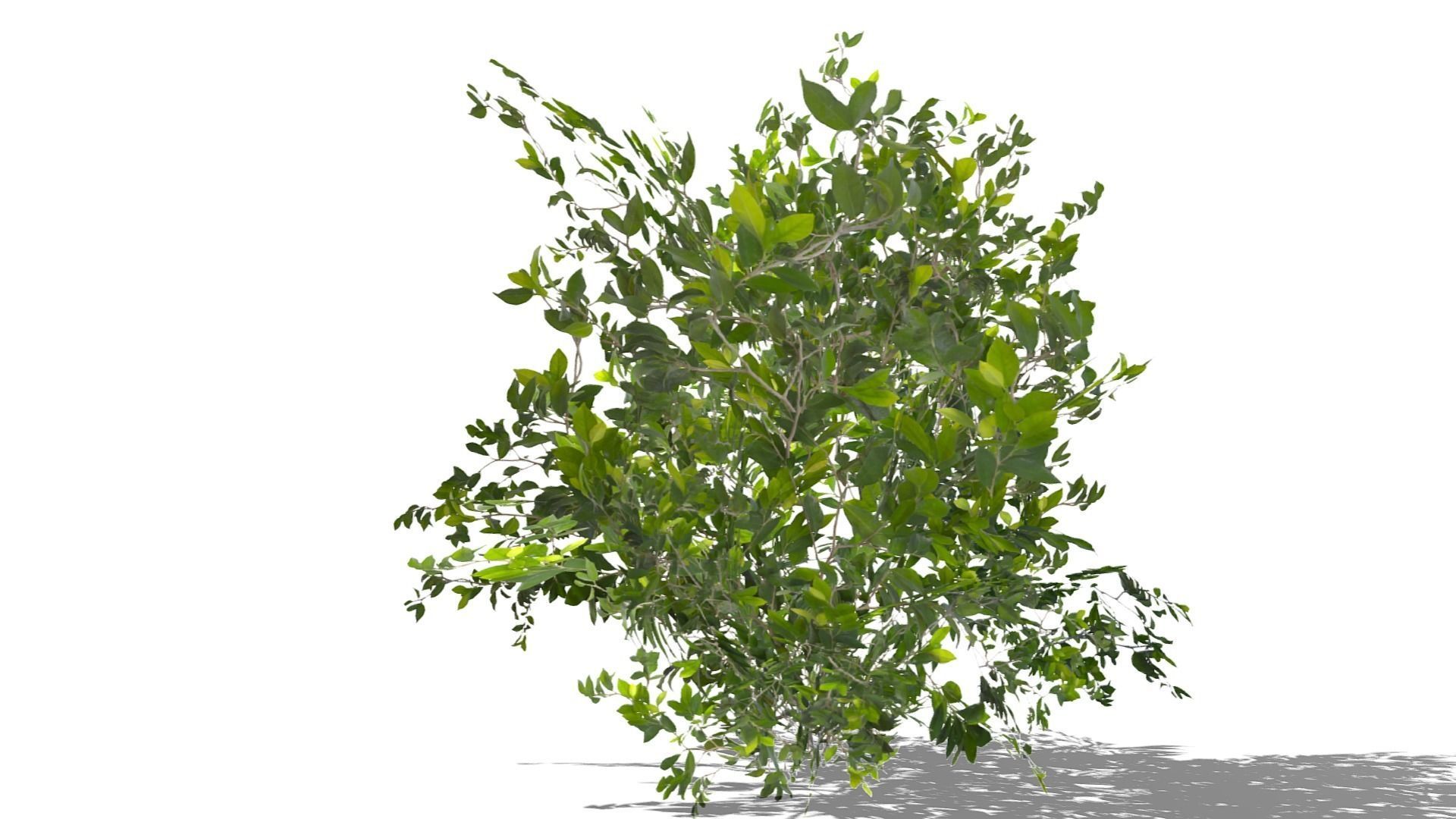 Bush Thyme Plant Low-poly 3D model_13