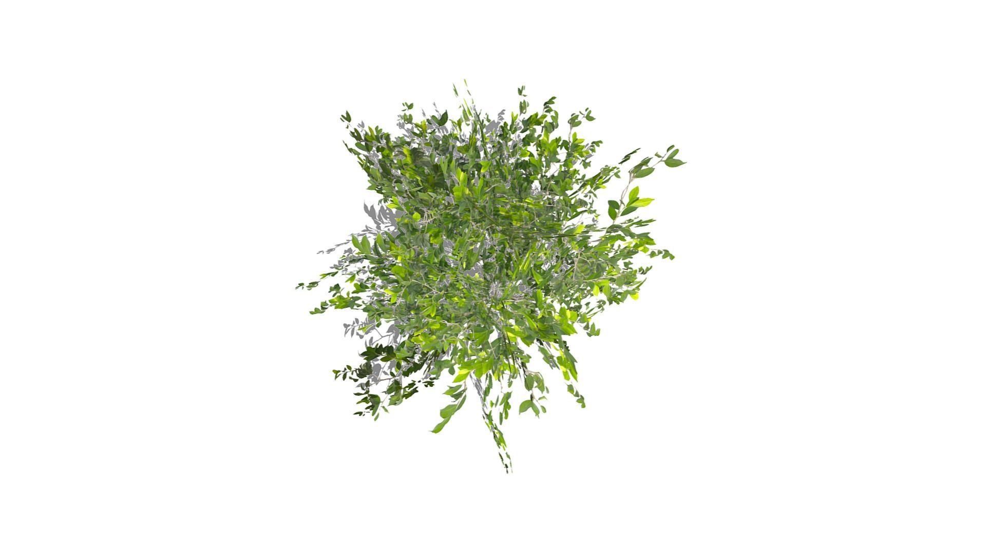 Bush Thyme Plant Low-poly 3D model_9