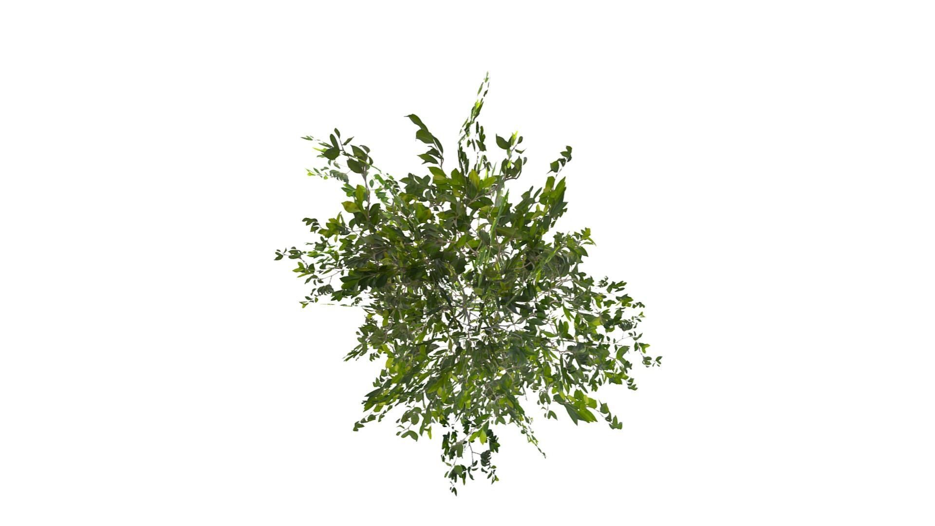 Bush Thyme Plant Low-poly 3D model_4