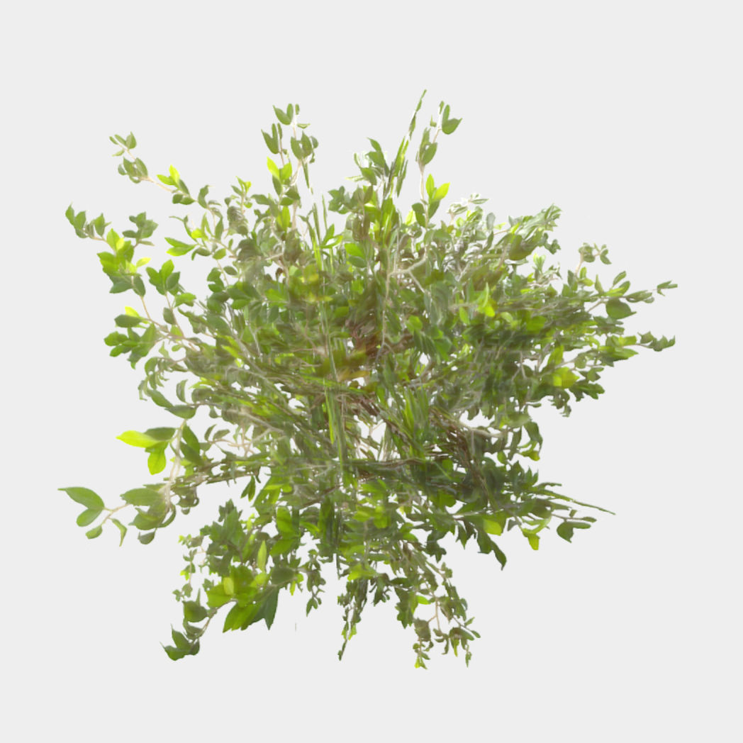 Bush Thyme Plant Low-poly 3D model_1