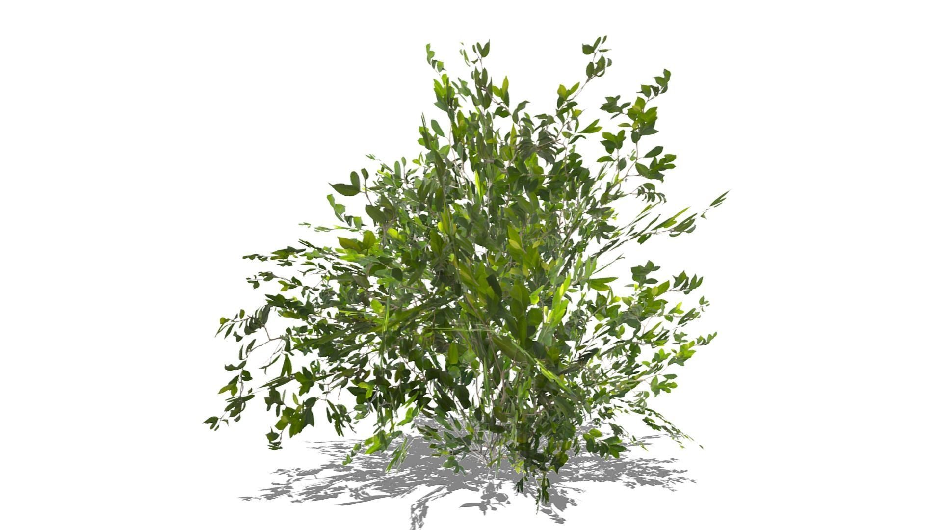 Bush Thyme Plant Low-poly 3D model_10