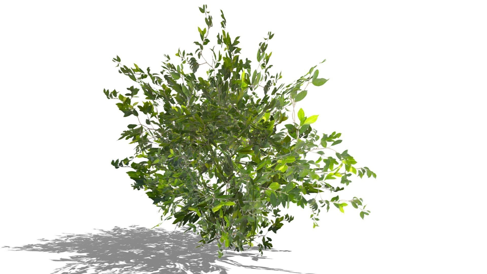 Bush Thyme Plant Low-poly 3D model_7