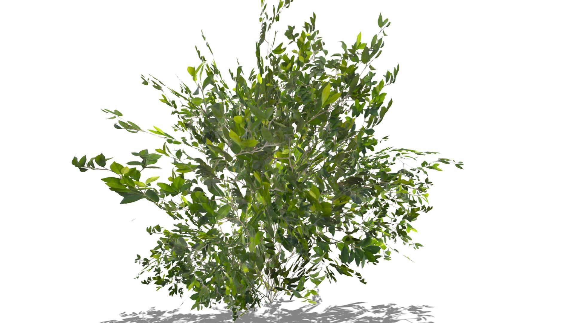 Bush Thyme Plant Low-poly 3D model_16