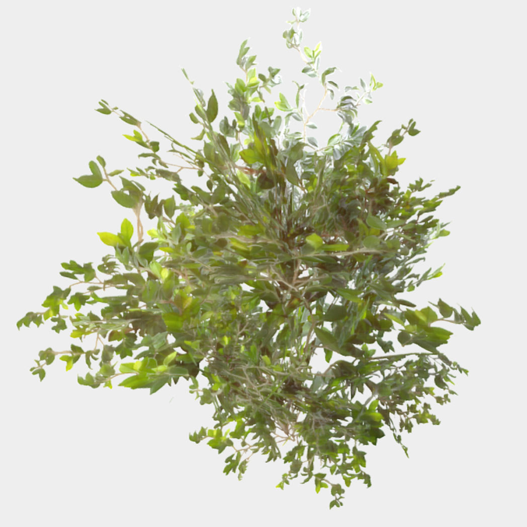 Bush Thyme Plant Low-poly 3D model_2