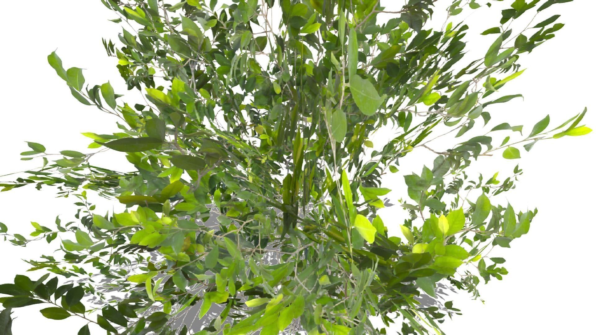 Bush Thyme Plant Low-poly 3D model_8