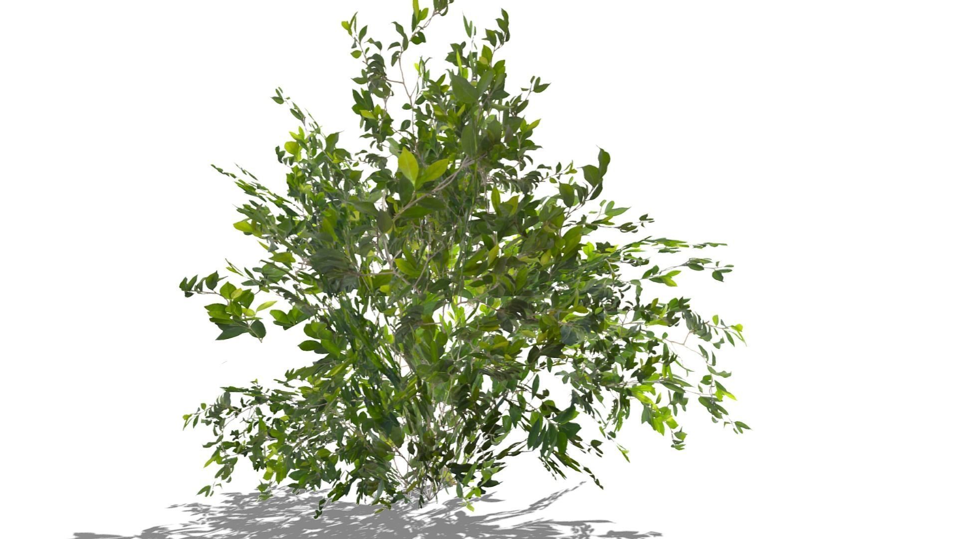Bush Thyme Plant Low-poly 3D model_17