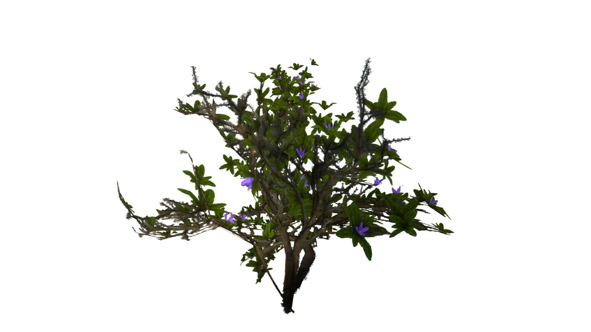 Flowering Bush Low-poly 3D model_9