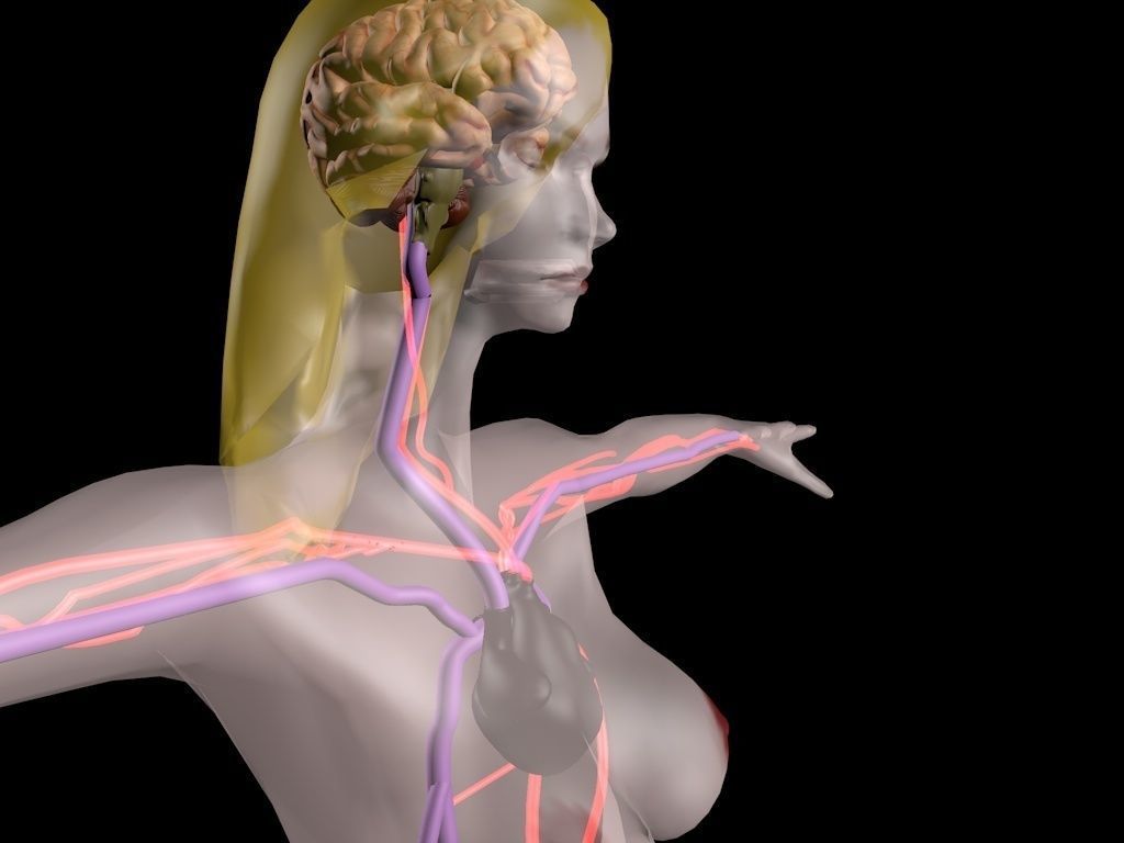 circulatory system 3D model_5