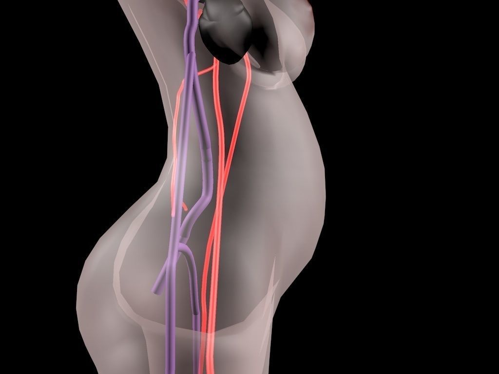 circulatory system 3D model_6