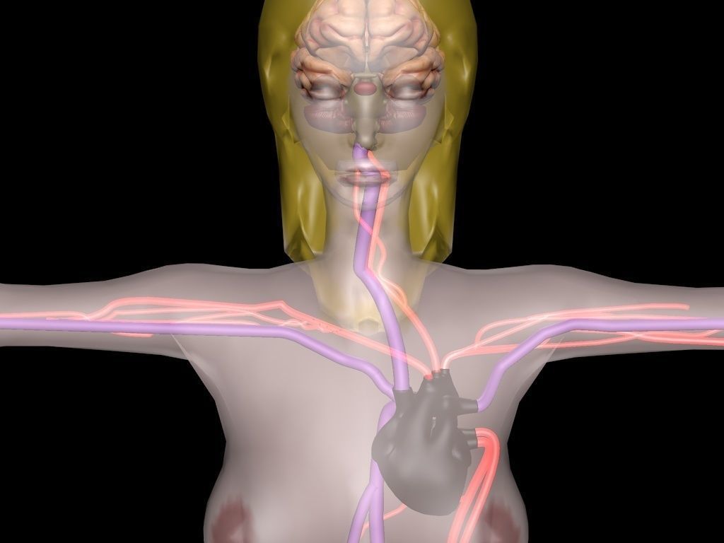 circulatory system 3D model_4