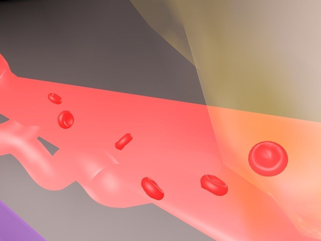 circulatory system 3D model_7