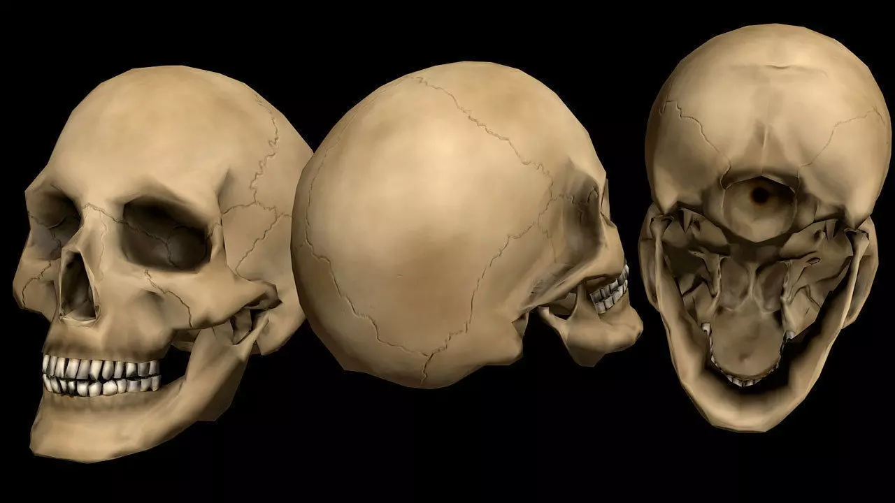 Skull three human skulls Low-poly 3D model