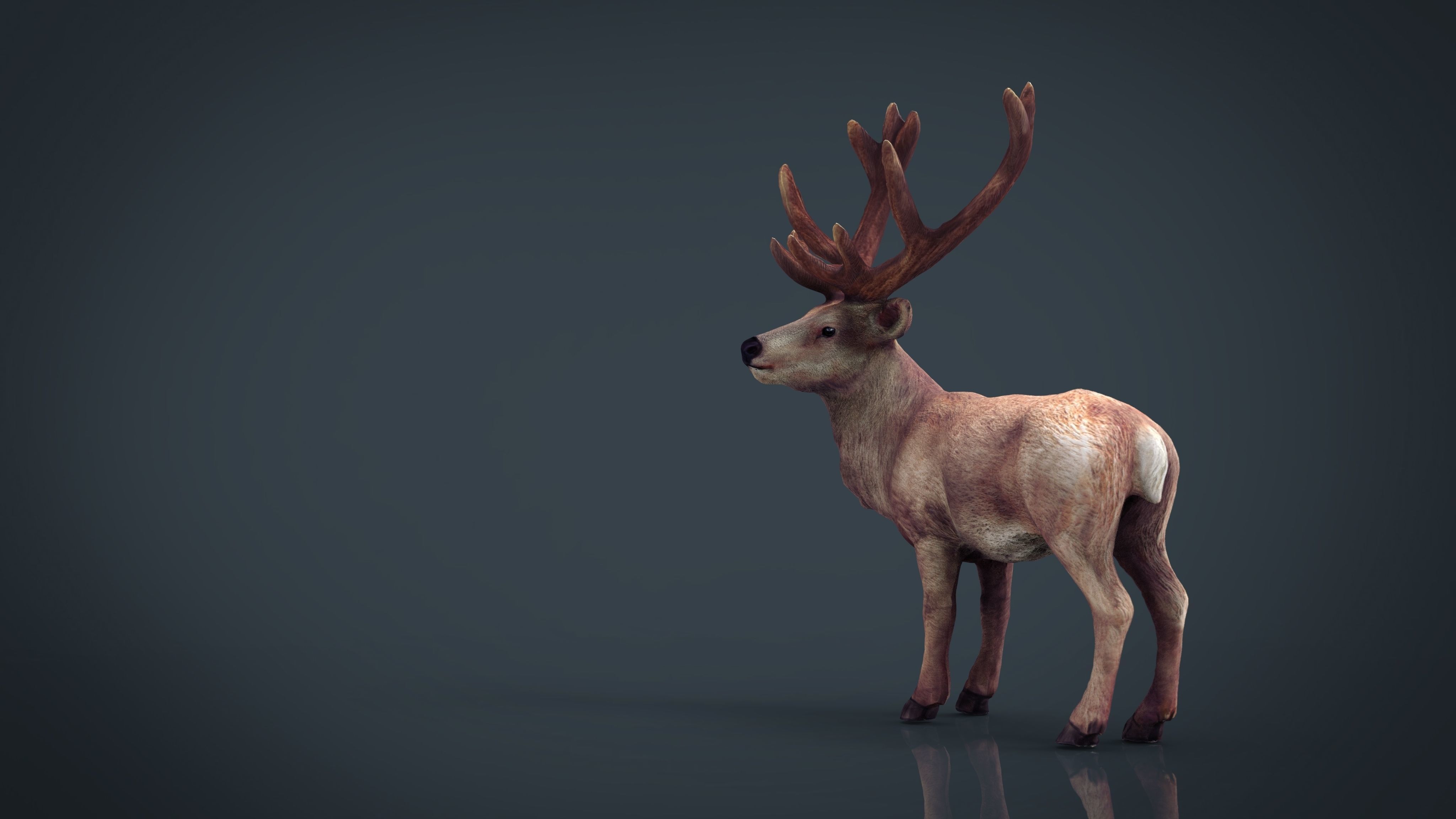 Red Deer 3D model_2