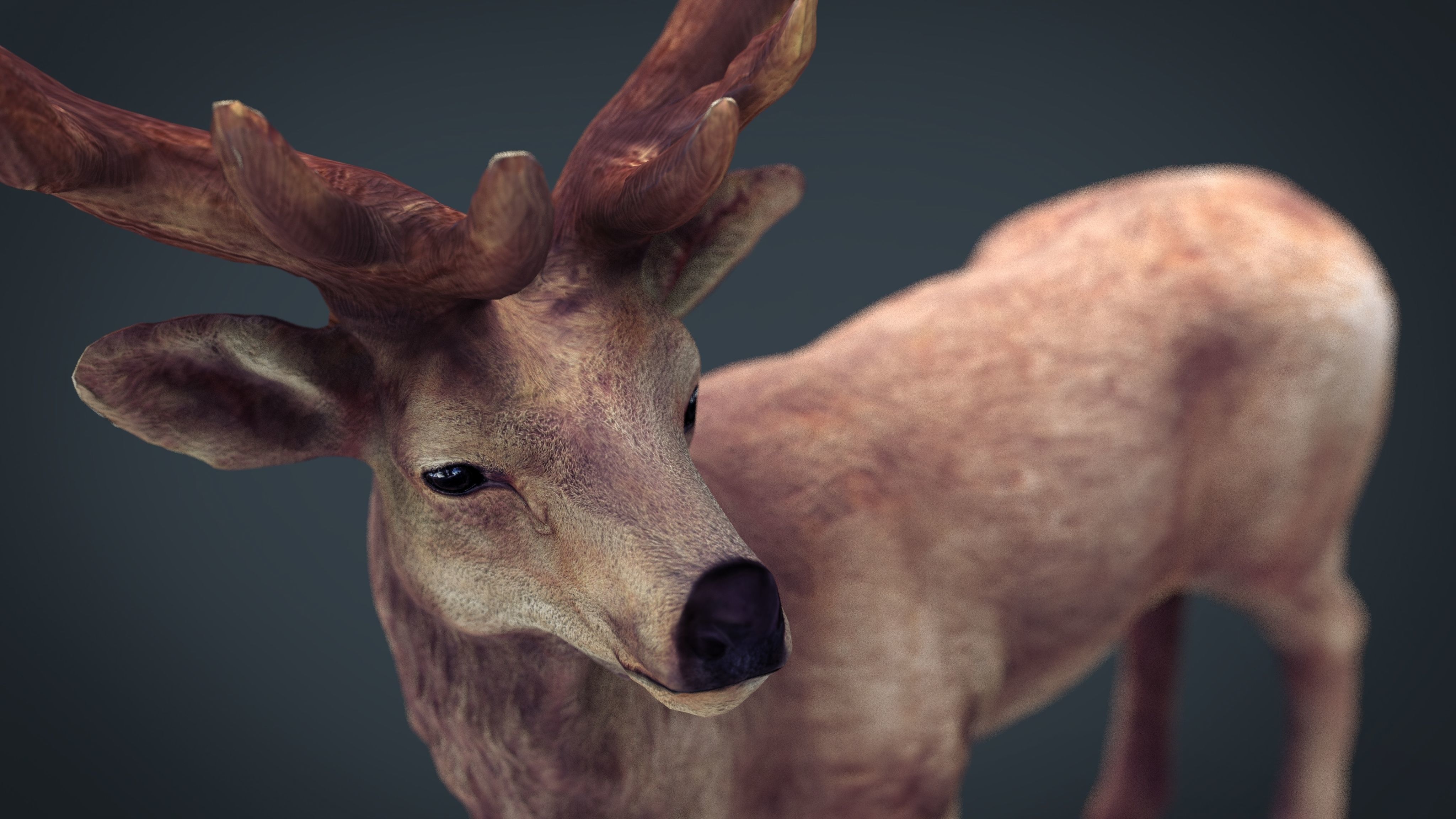 Red Deer 3D model_14