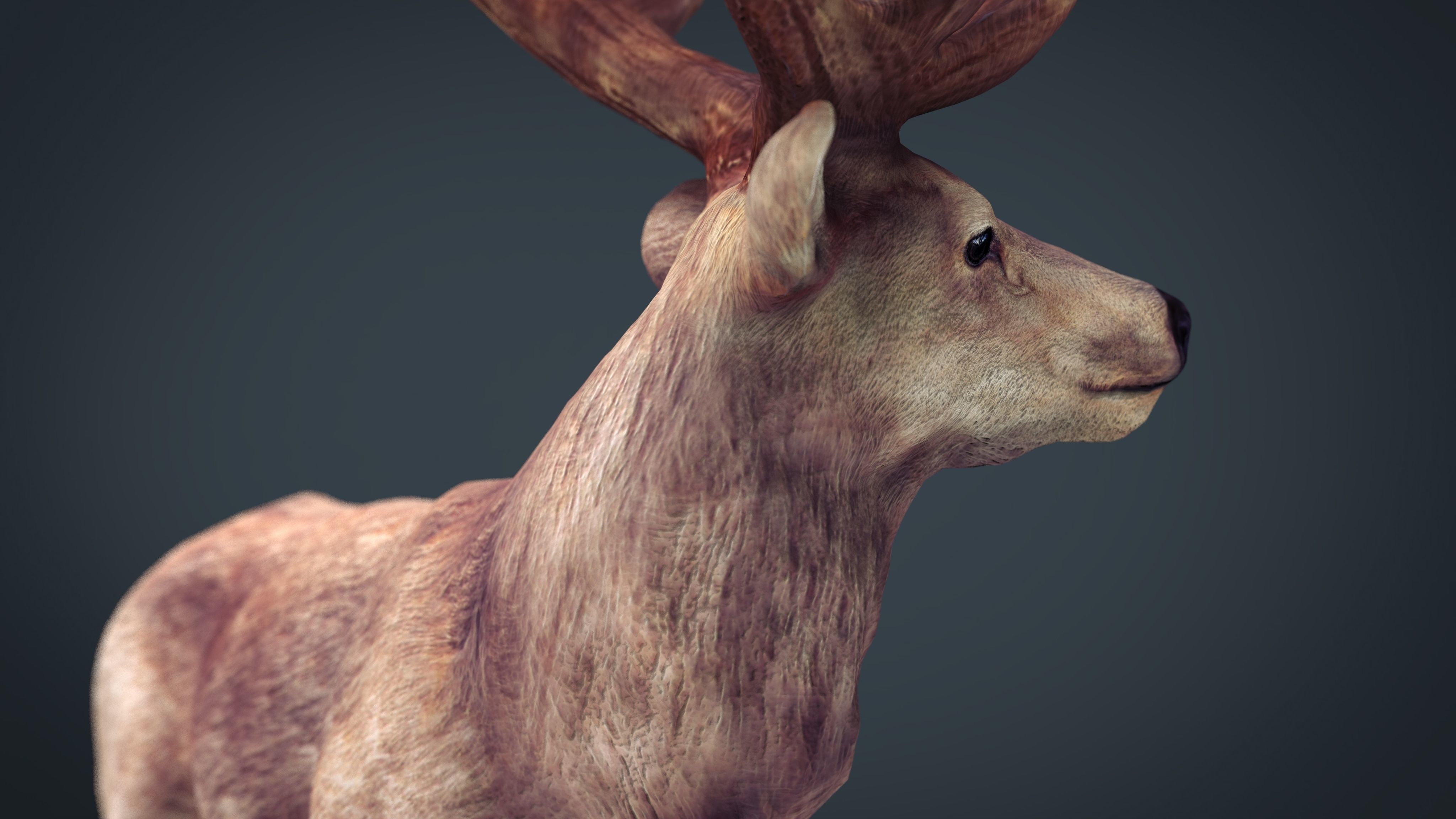 Red Deer 3D model_13