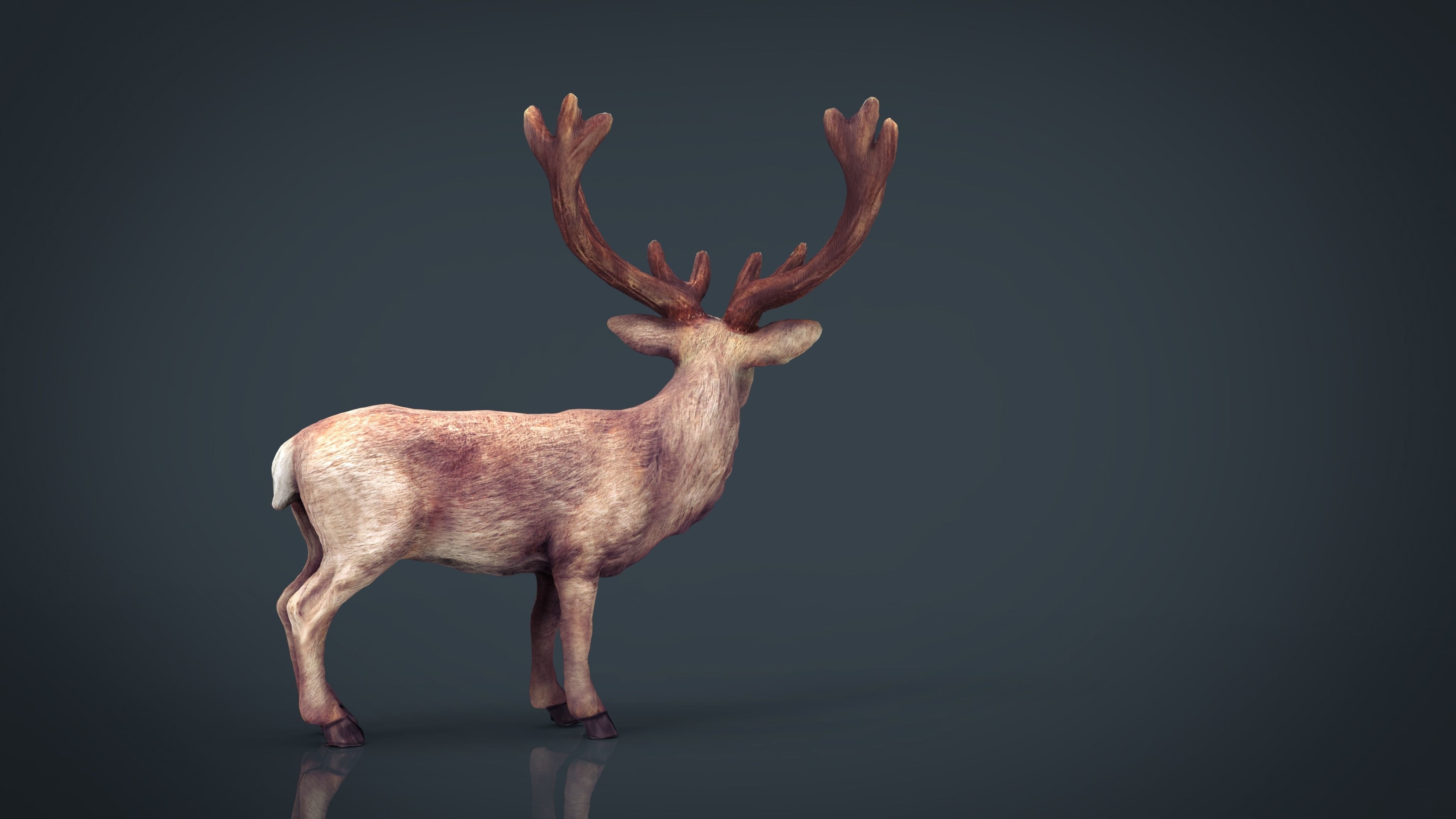Red Deer 3D model_3
