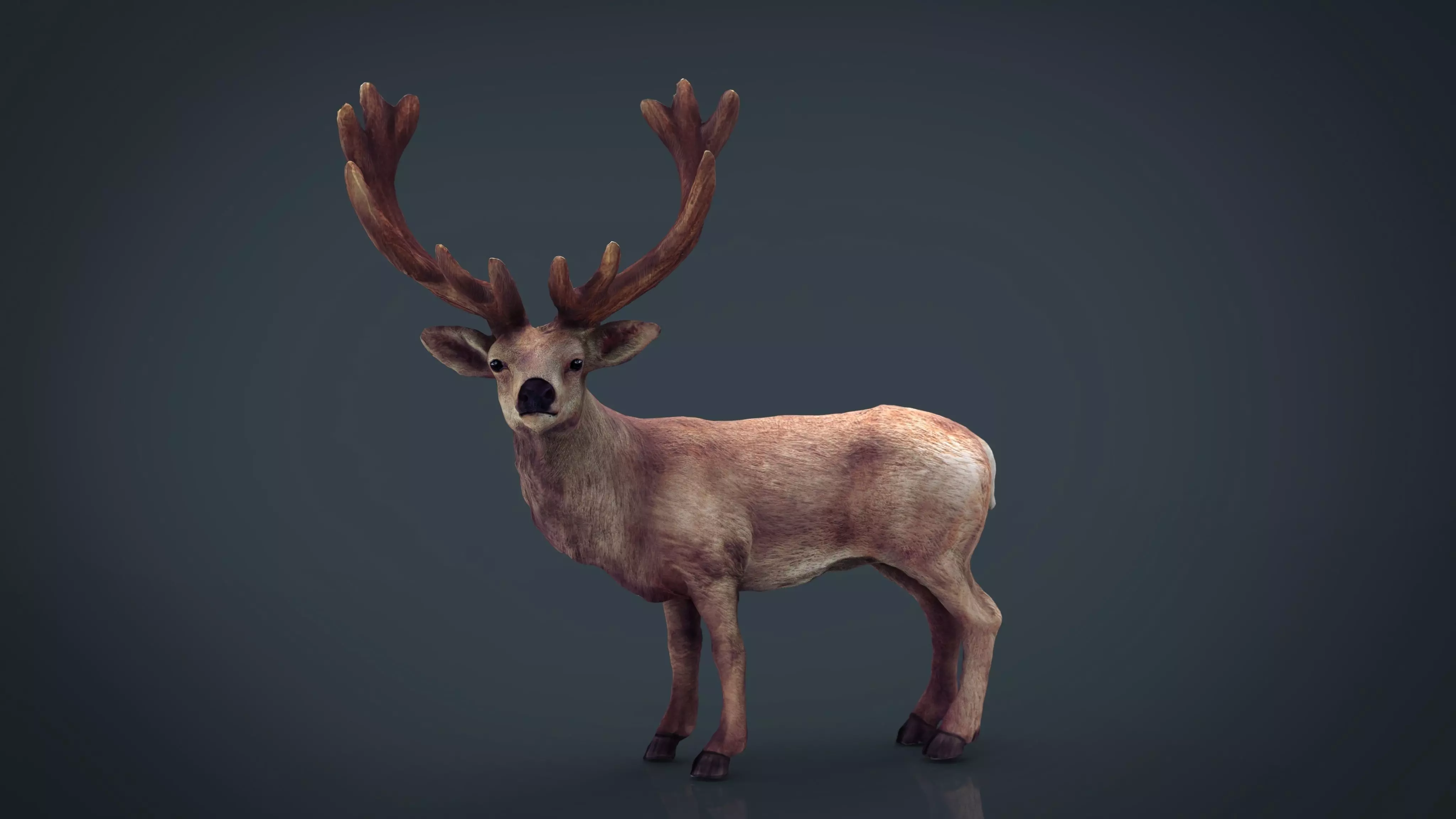 Red Deer 3D model_0