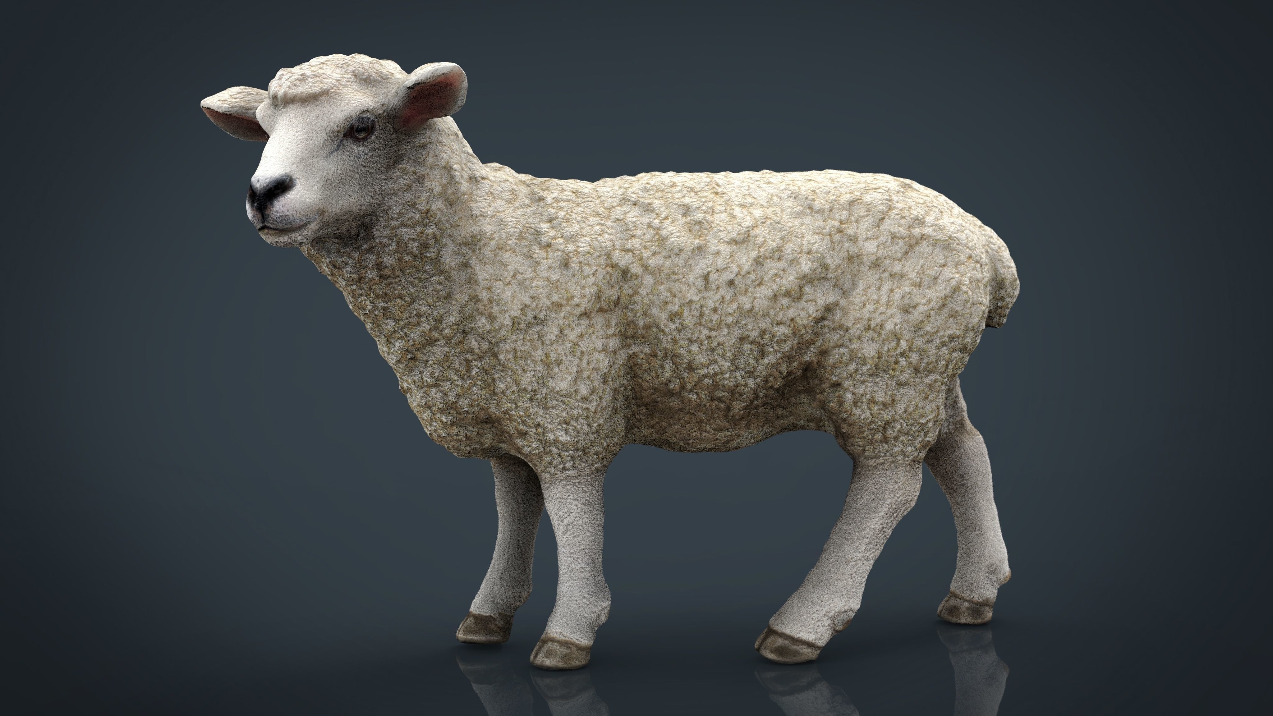 Farm Animals Collection Pack Low-poly 3D model_26