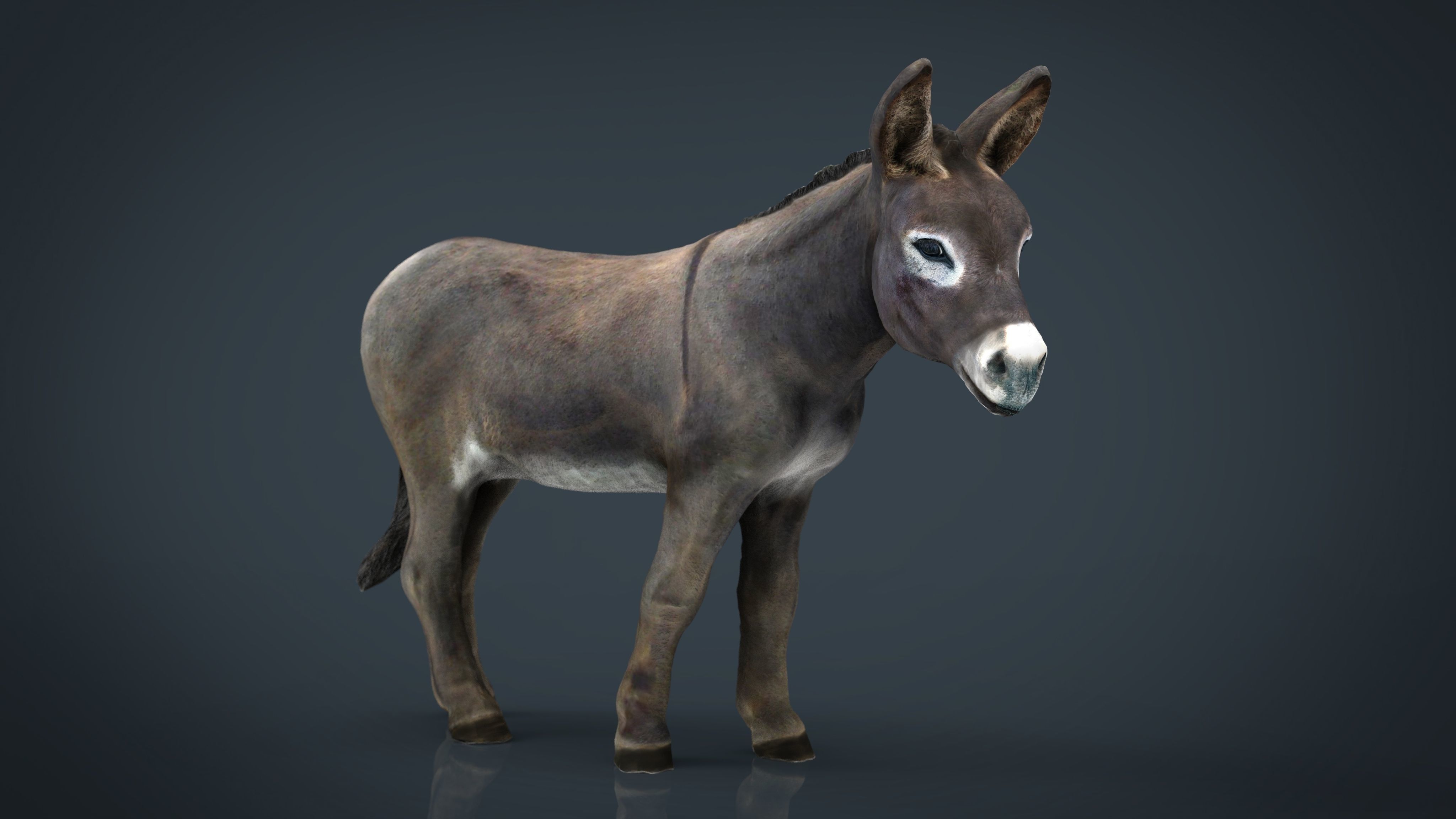 Farm Animals Collection Pack Low-poly 3D model_23
