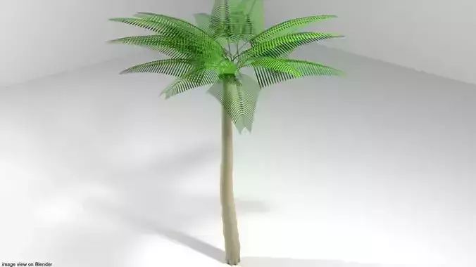 Palm Tree - Coconut