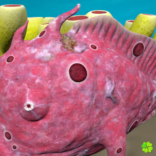 Antennarius low-poly with custom textures Low-poly 3D model_18