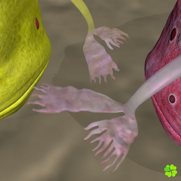 Antennarius low-poly with custom textures Low-poly 3D model_19